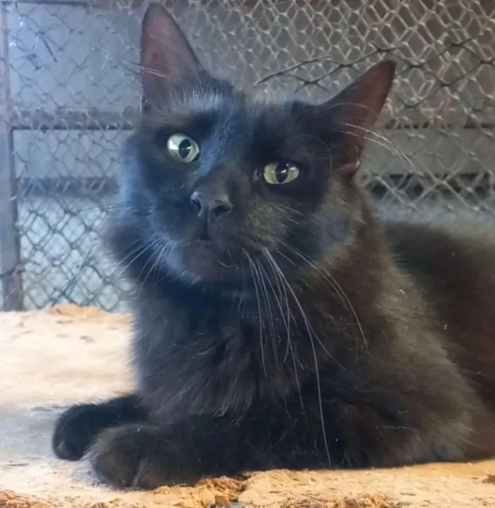 Gato raça SRD-ViraLata idade 3 anos nome Pretinha