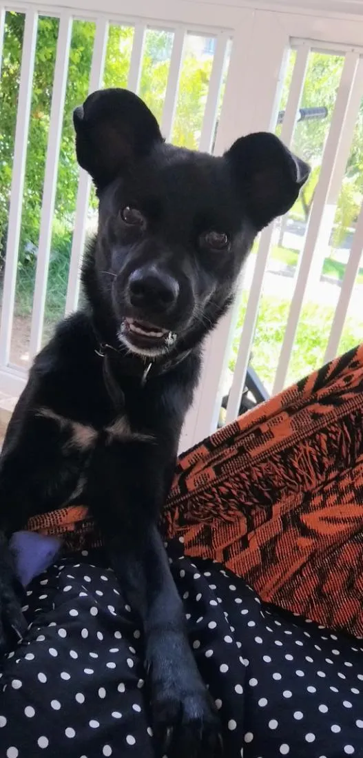Cachorro raça SRD-ViraLata idade 1 ano nome meldiva 