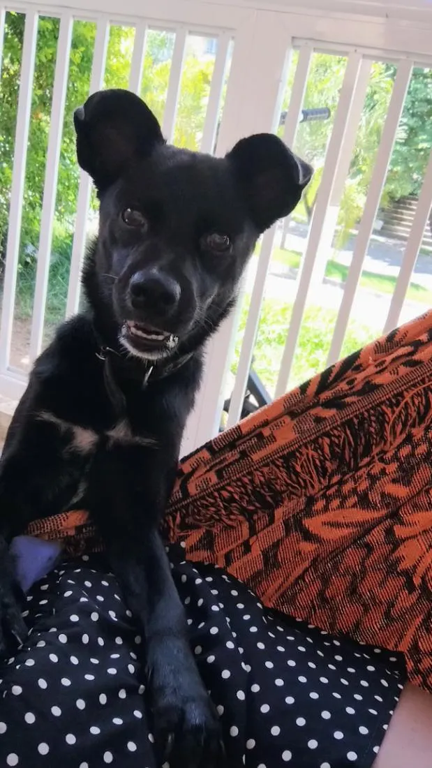Cachorro raça SRD-ViraLata idade 1 ano nome meldiva 