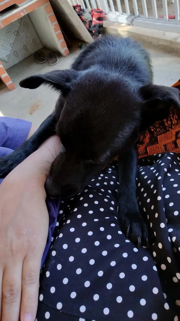 Cachorro raça SRD-ViraLata idade 1 ano nome meldiva 