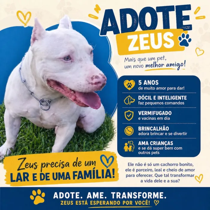 Cachorro raça SRD-ViraLata idade 5 anos nome Zeus