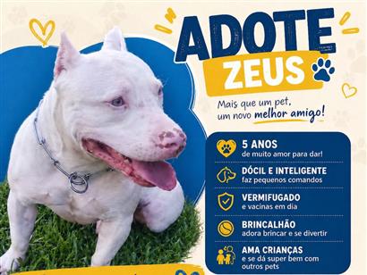 Adote Zeus: Cachorro SRD Macho, 5 anos, Várzea Paulista SP
