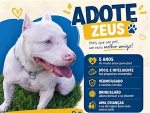 Cachorro raça SRD-ViraLata idade 5 anos nome Zeus