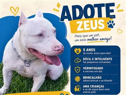 Cachorro raça SRD-ViraLata idade 5 anos nome Zeus
