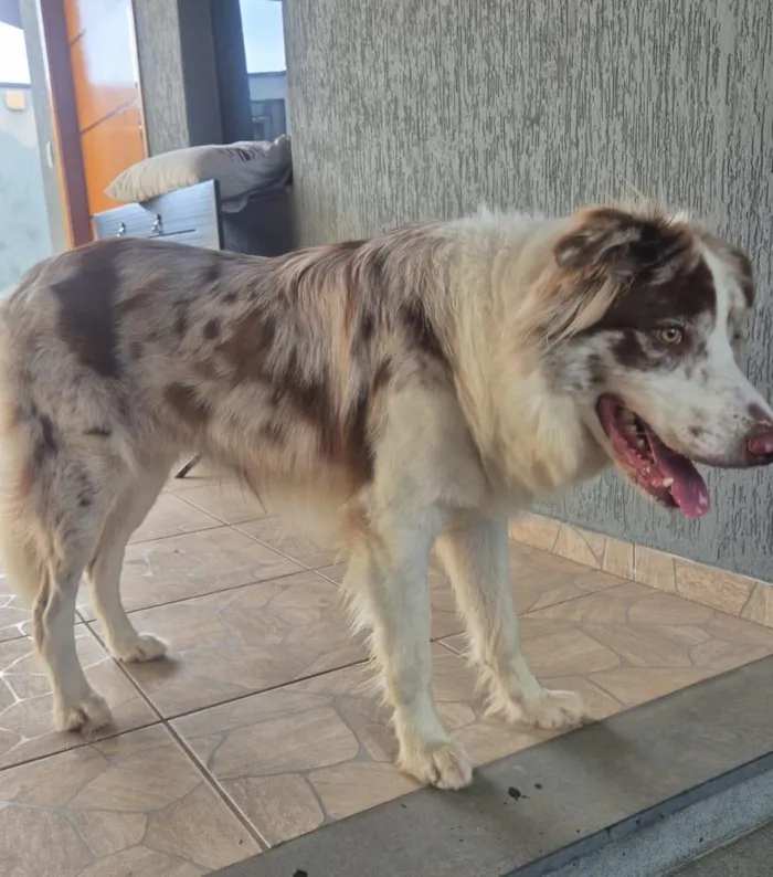 Cachorro raça SRD-ViraLata idade 1 ano nome bolt