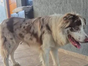 Cachorro raça SRD-ViraLata idade 1 ano nome bolt