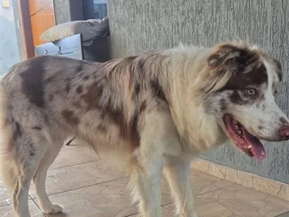 Cachorro raça SRD-ViraLata idade 1 ano nome bolt