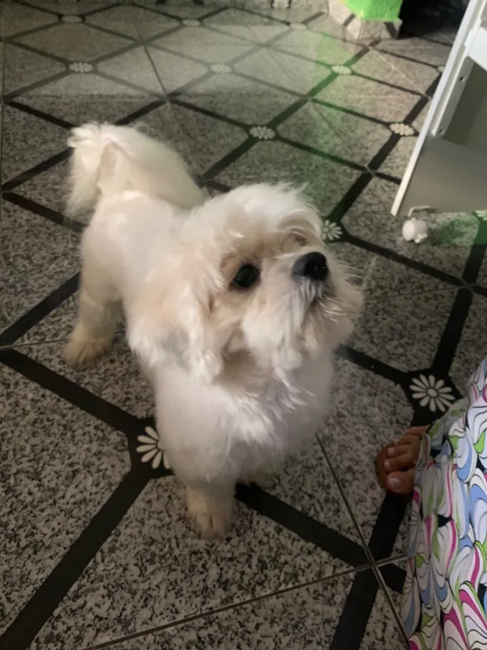Cachorro raça Lhasa Apso idade 2 a 6 meses nome Teddy 