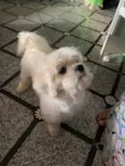 Teddy