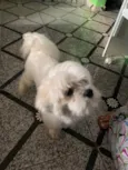 Teddy 
