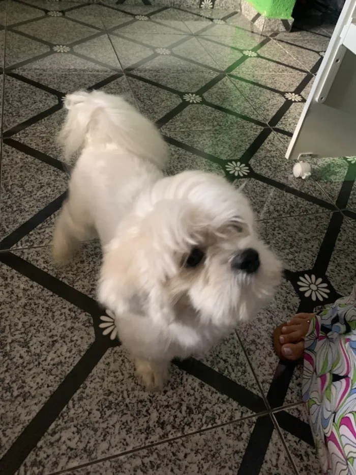 Cachorro raça Lhasa Apso idade 2 a 6 meses nome Teddy 