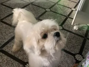 Cachorro raça Lhasa Apso idade 2 a 6 meses nome Teddy 