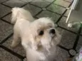Teddy