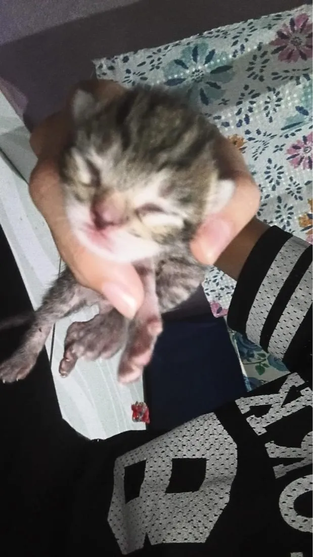 Gato raça SRD-ViraLata idade Abaixo de 2 meses nome ainda não tem nome 