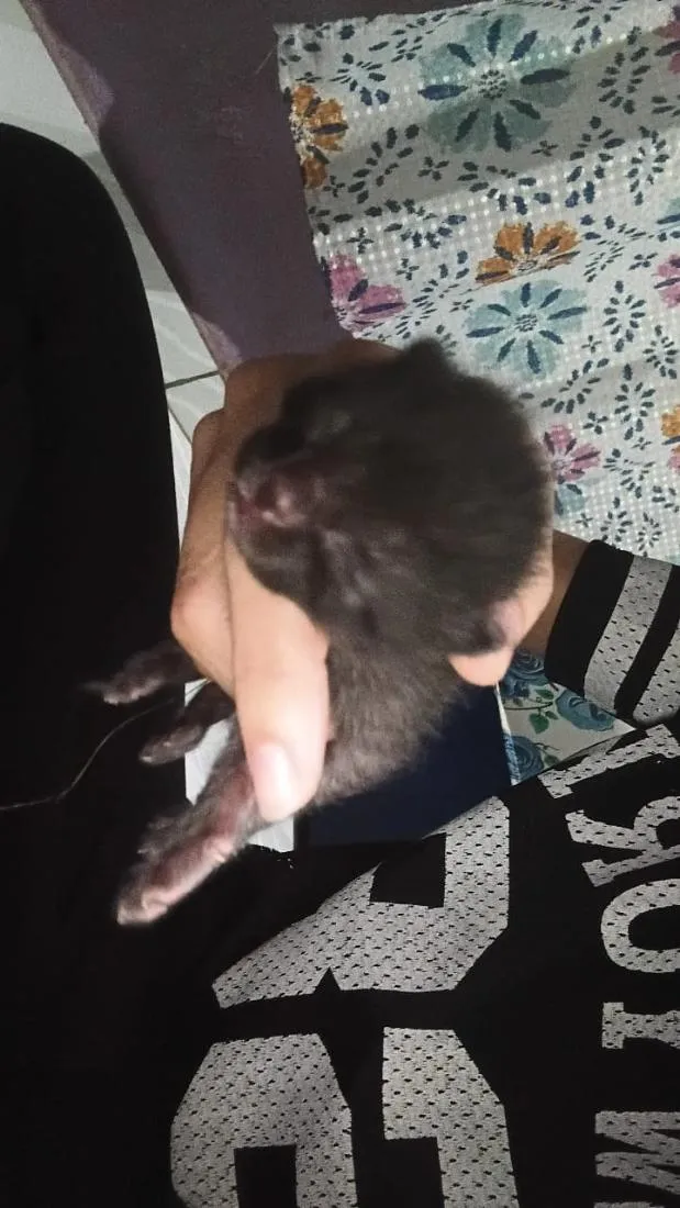 Gato raça SRD-ViraLata idade Abaixo de 2 meses nome ainda não tem nome 