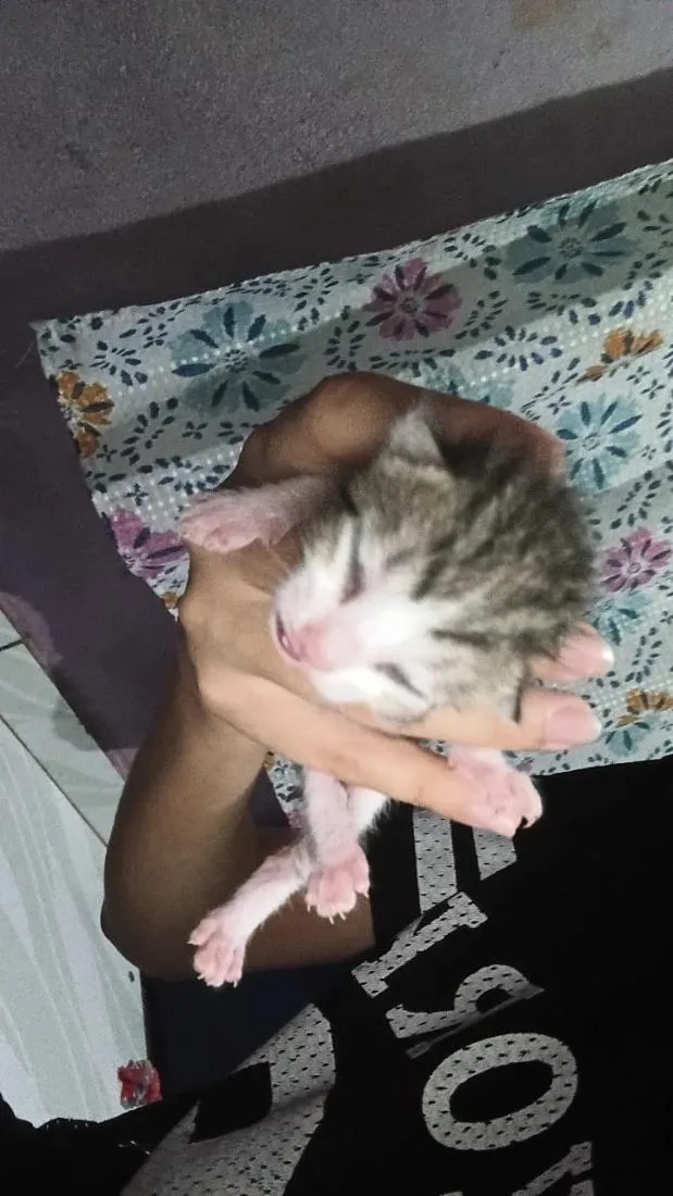 Gato raça SRD-ViraLata idade Abaixo de 2 meses nome ainda não tem nome 
