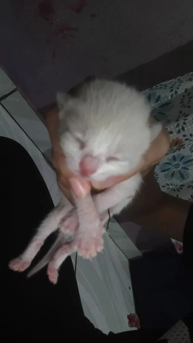 Gato raça SRD-ViraLata idade Abaixo de 2 meses nome ainda não tem nome 