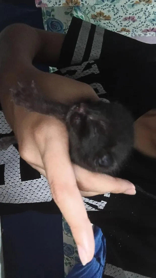 Gato raça SRD-ViraLata idade Abaixo de 2 meses nome ainda não tem nome 
