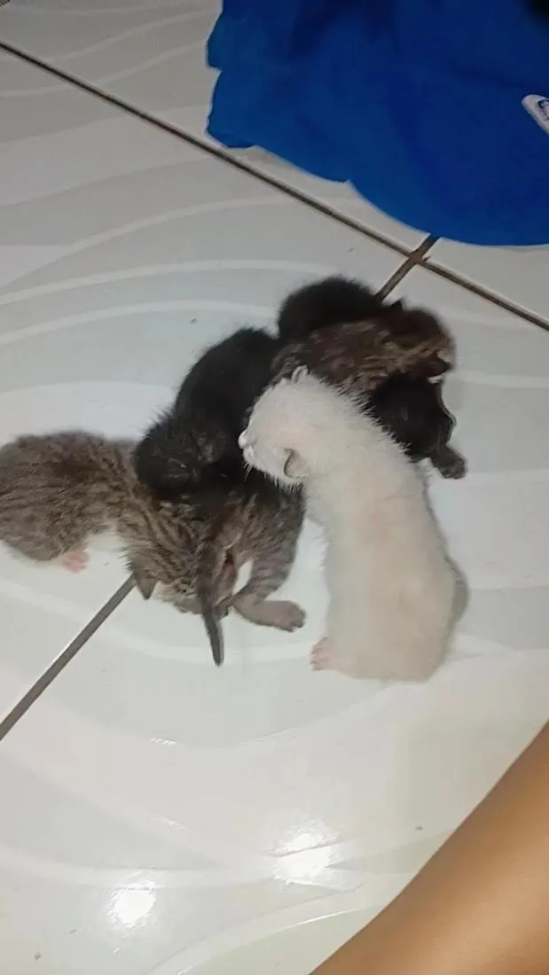 Gato raça SRD-ViraLata idade Abaixo de 2 meses nome ainda não tem nome 