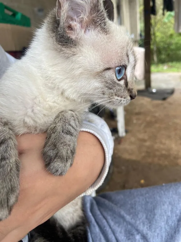 Gato raça SRD-ViraLata idade Abaixo de 2 meses nome sem none