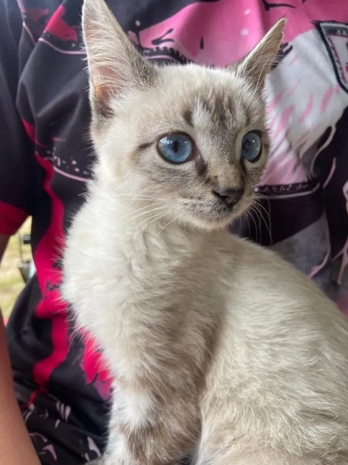 Gato raça SRD-ViraLata idade Abaixo de 2 meses nome sem none