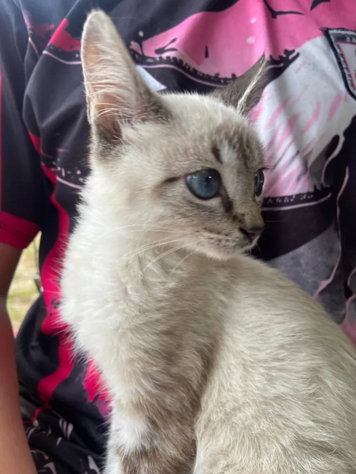 Gato raça SRD-ViraLata idade Abaixo de 2 meses nome sem none