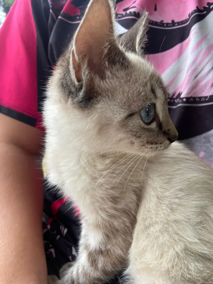 Gato raça SRD-ViraLata idade Abaixo de 2 meses nome sem none