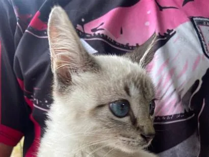 Gato raça SRD-ViraLata idade Abaixo de 2 meses nome sem none