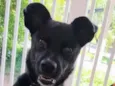 meldiva 