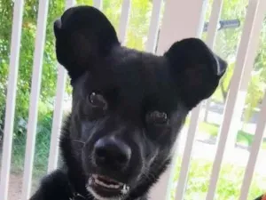Cachorro raça SRD-ViraLata idade 1 ano nome meldiva 