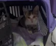 Mel