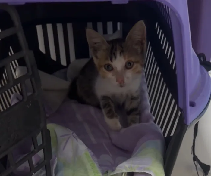 Gato raça SRD-ViraLata idade 2 a 6 meses nome Mel
