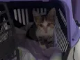 Mel