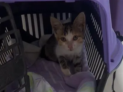 Gato raça SRD-ViraLata idade 2 a 6 meses nome Mel