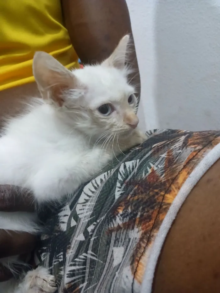 Gato raça SRD-ViraLata idade 2 a 6 meses nome Gabriel Rufino 