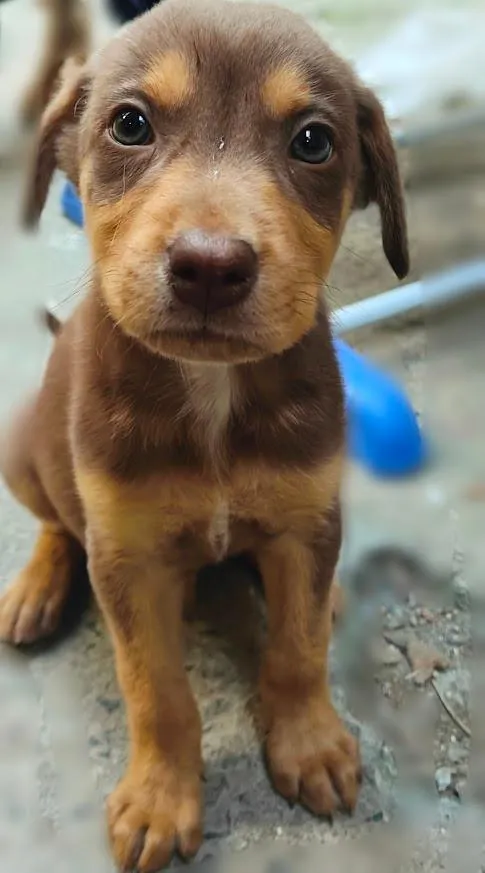 Cachorro raça SRD-ViraLata idade 2 a 6 meses nome Chocolate