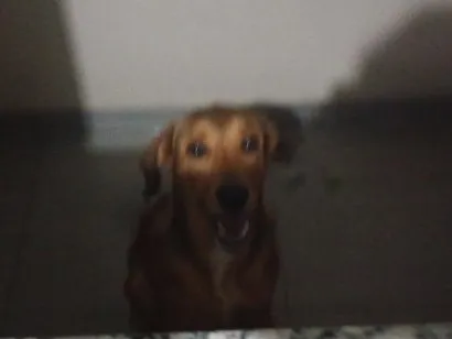 Cachorro raça SRD-ViraLata idade 7 a 11 meses nome Apollo
