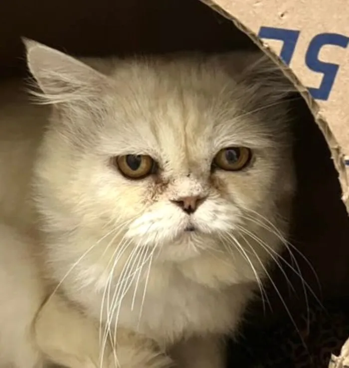 Gato raça Persa idade 1 ano nome Floquinho