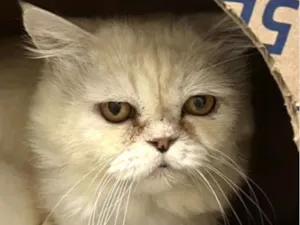 Gato raça Persa idade 1 ano nome Floquinho