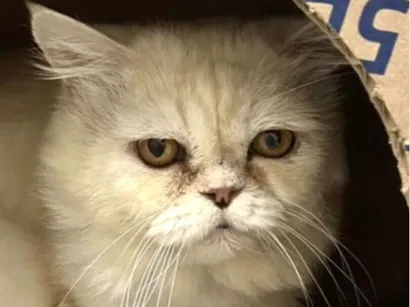 Gato raça Persa idade 1 ano nome Floquinho