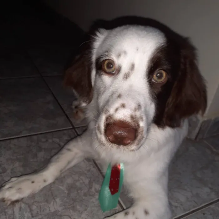 Cachorro raça SRD-ViraLata idade 6 ou mais anos nome Snoopy