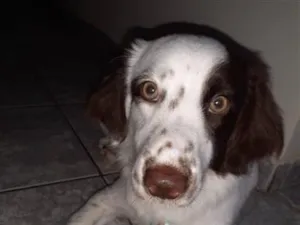 Cachorro raça SRD-ViraLata idade 6 ou mais anos nome Snoopy