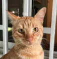 Milo 