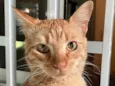 Milo 
