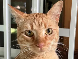 Gato raça SRD-ViraLata idade 1 ano nome Milo 