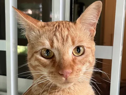Gato raça SRD-ViraLata idade 1 ano nome Milo 
