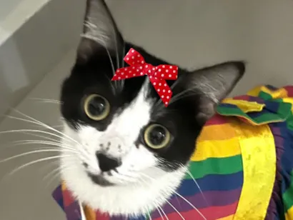 Gato raça SRD-ViraLata idade 7 a 11 meses nome Jade 