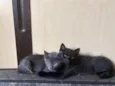 Pimentinha (cinza), Fumaça (preto)