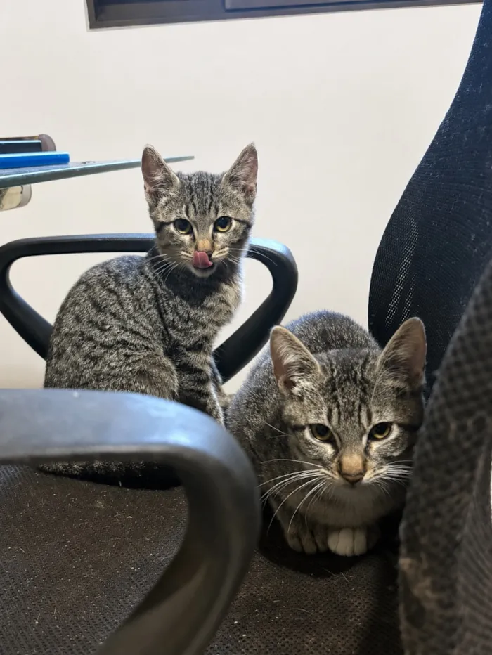 Gato raça SRD-ViraLata idade 2 a 6 meses nome Maresia, Branca