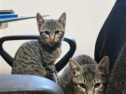 Gato raça SRD-ViraLata idade 2 a 6 meses nome Maresia, Branca